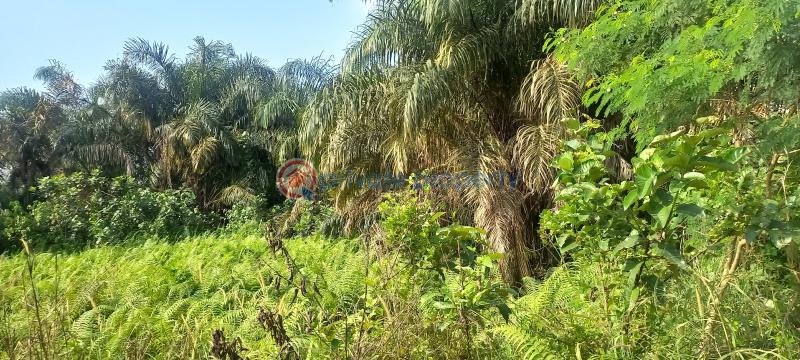 Land For Sale Kajola Magboro Town Off Lagos Ibadan Expressway Magboro Lagos Extension Ogun - 12