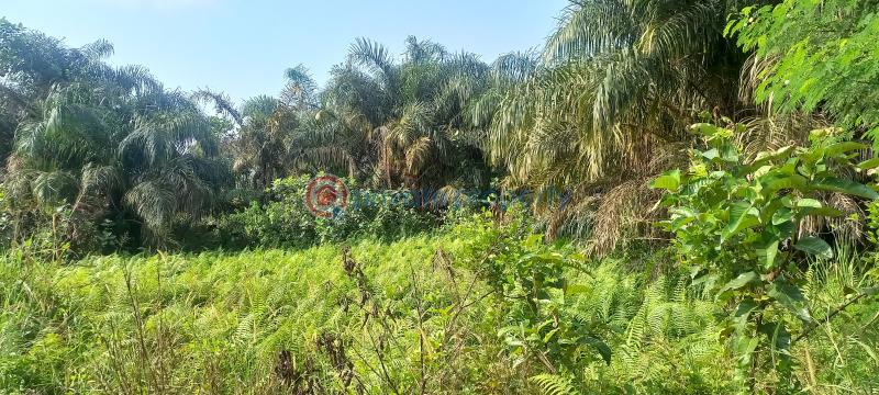 Land For Sale Kajola Magboro Town Off Lagos Ibadan Expressway Magboro Lagos Extension Ogun - 13