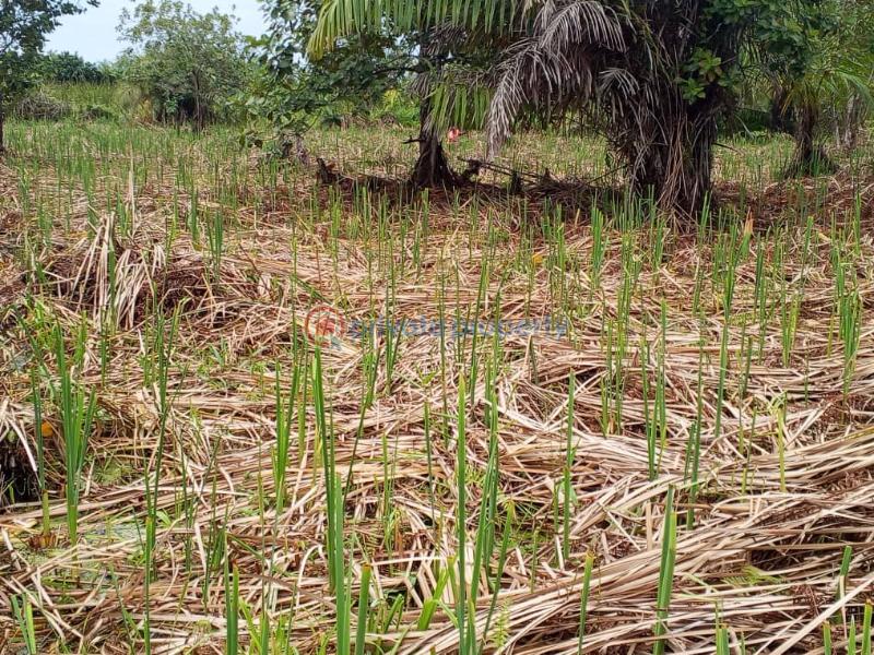 Residential Land For Sale Kajola Scheme 2 Lakowe Ajah Lagos - 1