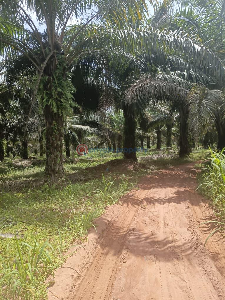 Commercial Land For Rent Km 10 Ebelle, Ujiogba, Ehor Express Road Esan West Edo - 1