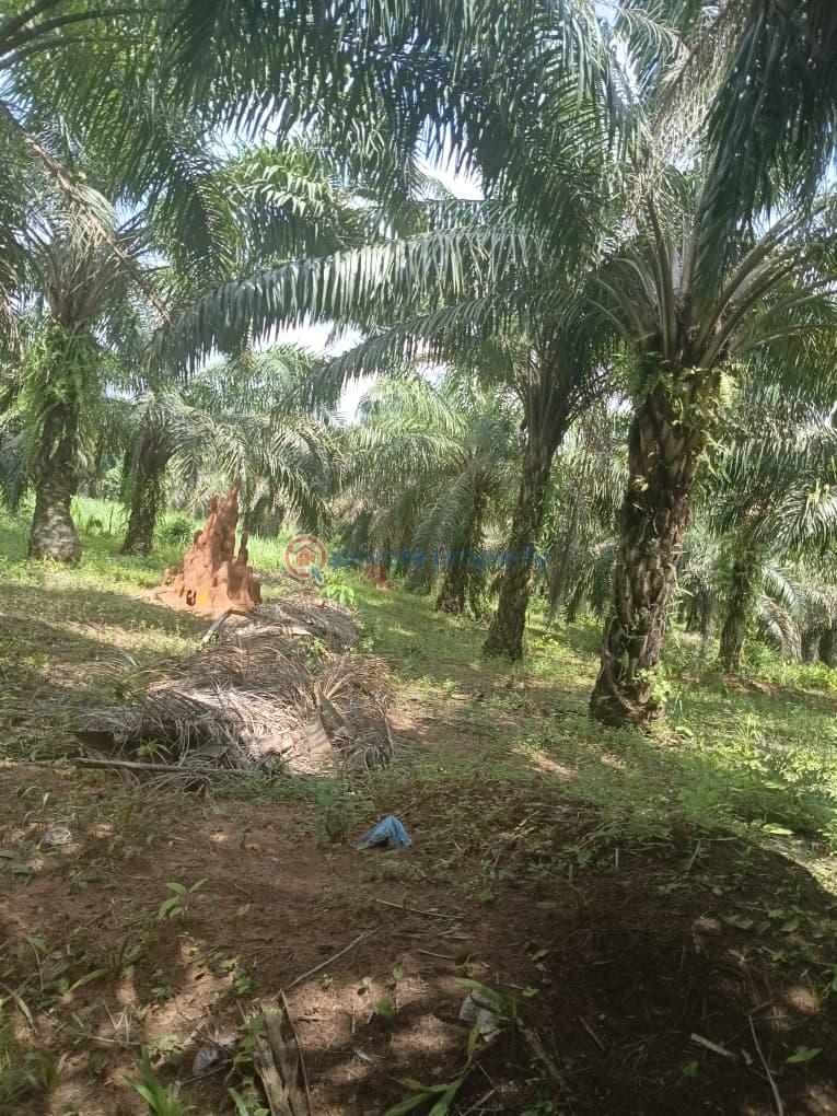 Commercial Land For Rent Km 10 Ebelle, Ujiogba, Ehor Express Road Esan West Edo - 2