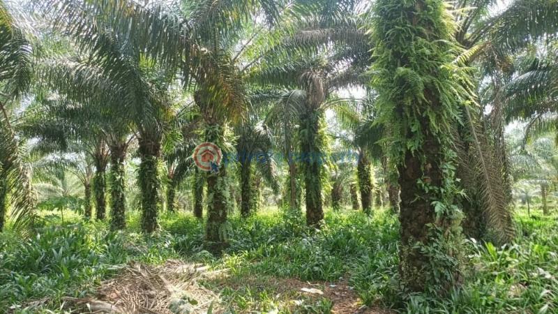 Commercial Land For Sale Ogbere Road, Off Sagamu Ore Benin Expressway Ijebu East Ogun - 2