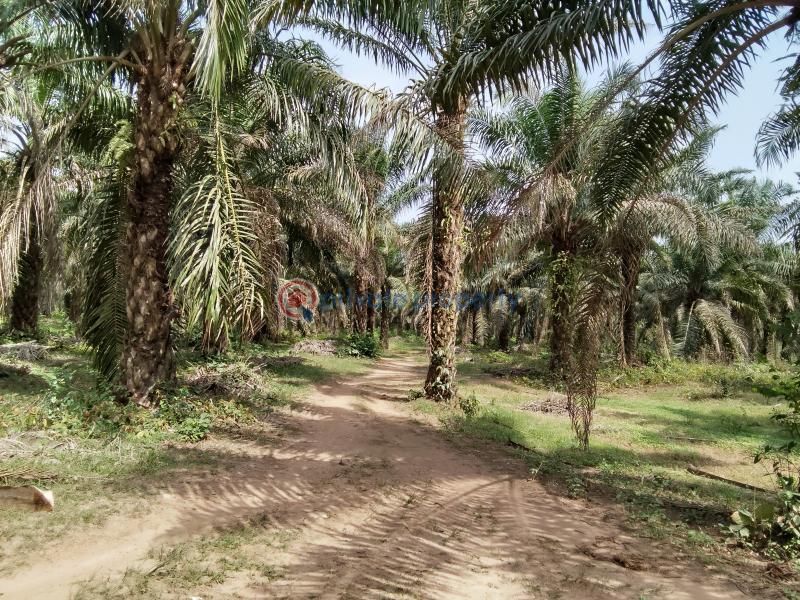 Commercial Land For Sale Ogbere Road, Off Sagamu Ore Benin Expressway Ijebu East Ogun - 9