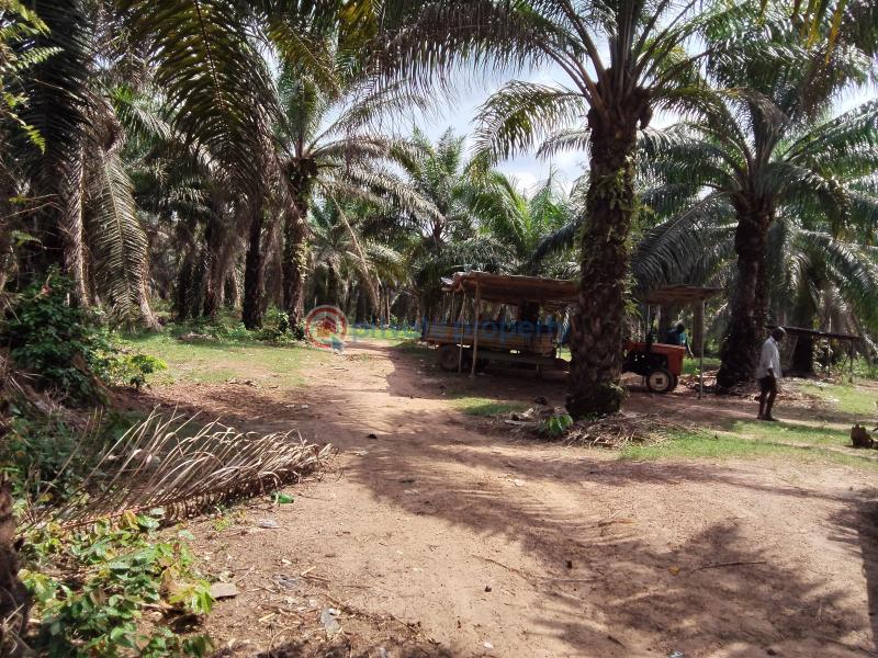 Commercial Land For Sale Ogbere Road, Off Sagamu Ore Benin Expressway Ijebu East Ogun - 8