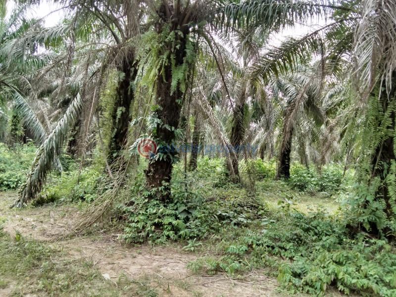 Commercial Land For Sale Ogbere Road, Off Sagamu Ore Benin Expressway Ijebu East Ogun - 6