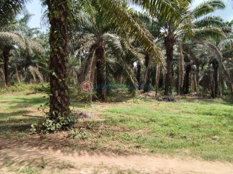 Commercial Land For Sale Ogbere Road, Off Sagamu Ore Benin Expressway Ijebu East Ogun - 7