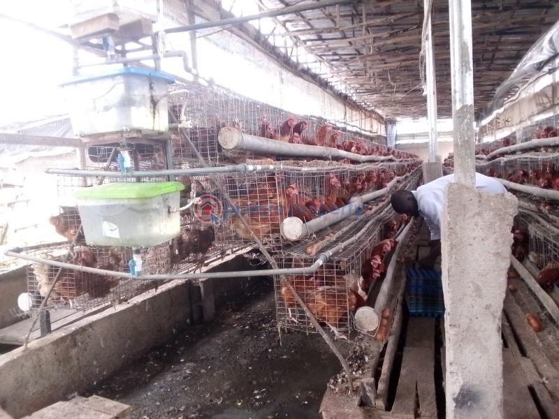 Mixed use Land For Sale Poultry Cluster Estate With Modern Facilities Located In Igbodu Epe Lagos - 1