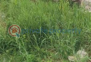 Land For Sale Phase 2 Magodo Kosofe/Ikosi Lagos