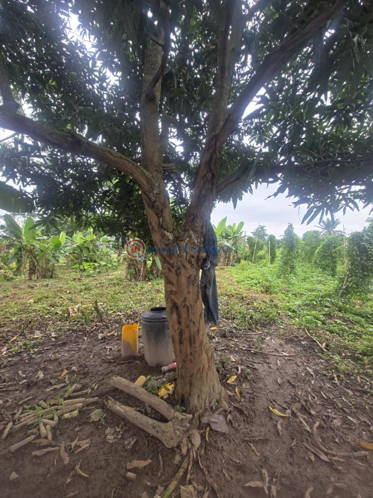 Mixed use Land For Sale Orisunmbare Ido Ibadan Oyo - 14