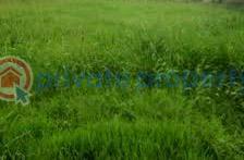 Land For Sale Phase 2 Magodo Kosofe/Ikosi Lagos