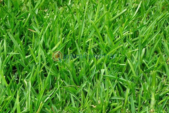 Residential Land For Sale Ikate Elegushi Lekki Lagos