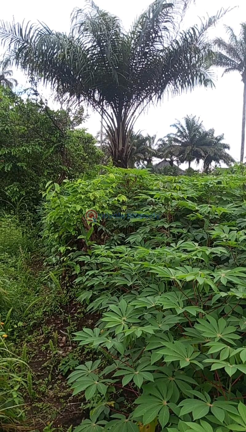 Commercial Land For Sale Umuakuru Emekuku Owerri Imo