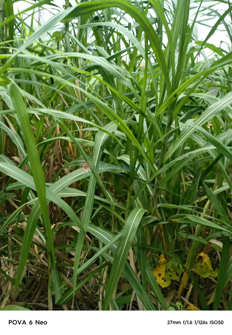 A full plot of land inside an estate - 2 Residential Land For Sale Gemade Estate Egbeda Lgs Alimosho Lagos - 2