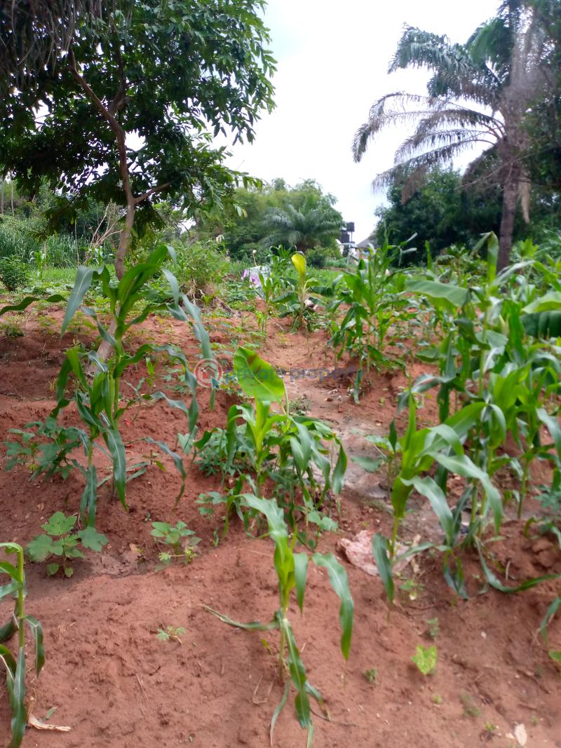 Residential Land For Sale Aguoye Umudioka Awka Awka South Anambra