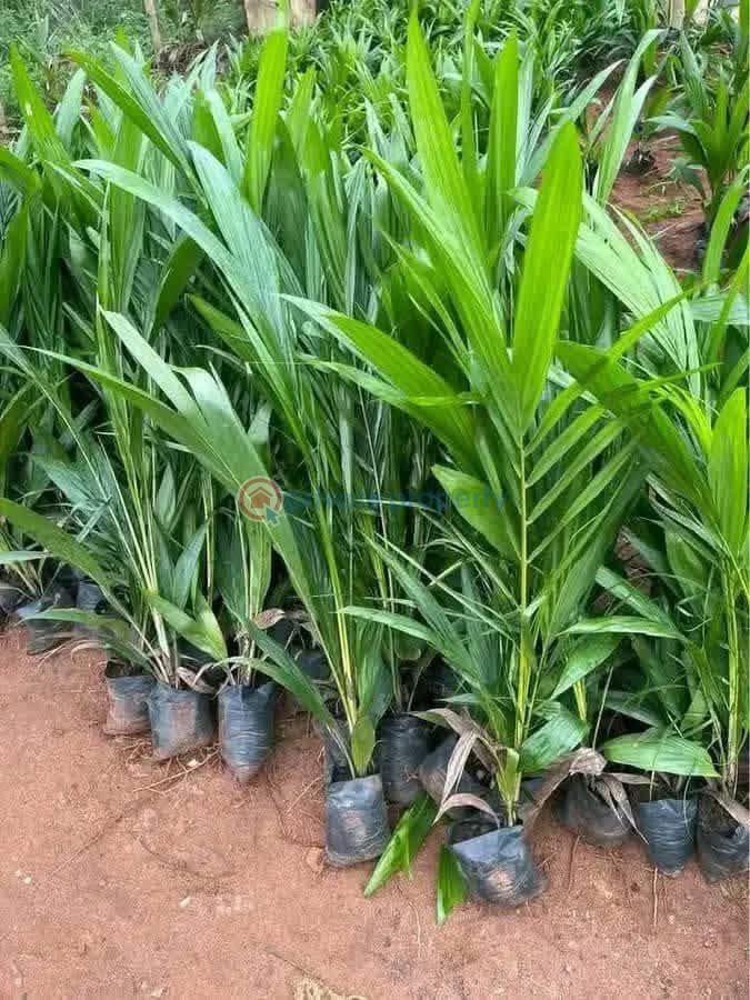 Commercial Land For Sale Oil Palm Refinery Estate And Resort Located In Oke Sapen, Ibadan/ijebuigbo Expressway Ijebu Ogun - 0