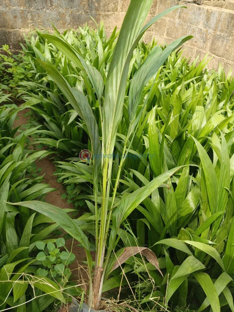 Commercial Land For Sale Oil Palm Refinery Estate And Resort Located In Oke Sapen, Ibadan/ijebuigbo Expressway Ijebu Ogun - 1