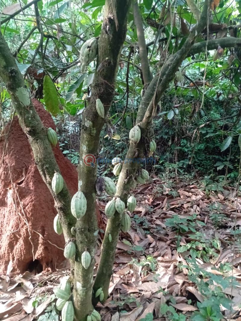 Mixed use Land For Sale Cocoa Farm Village With Instant Allocation After Full Payment, Located In Ajebo Obafemi Owode Ogun - 0