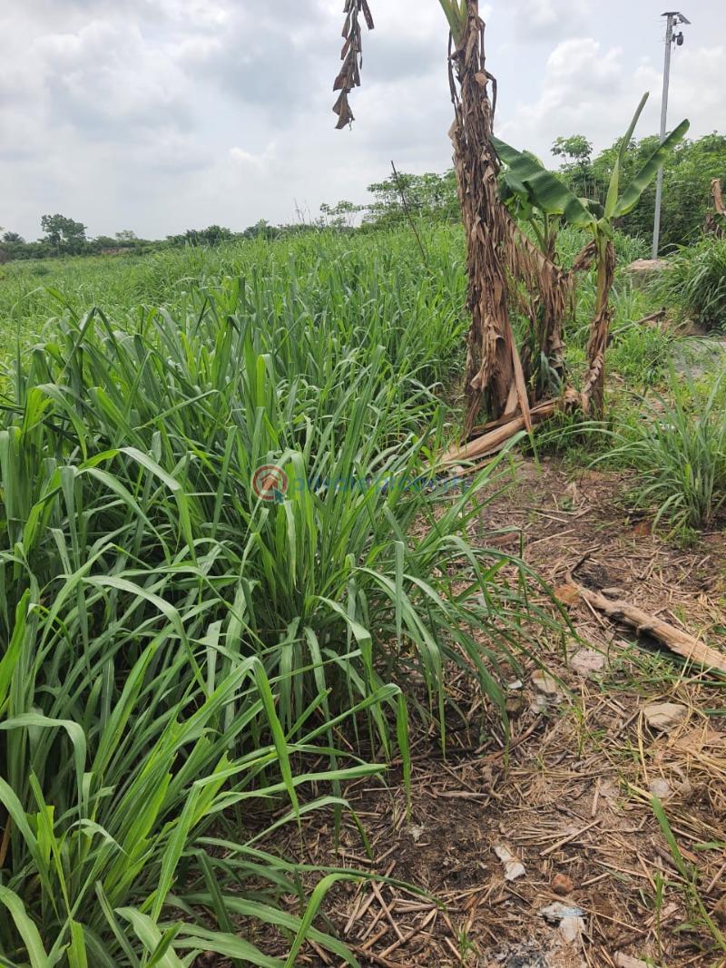 Mixed use Land For Sale Sagamu Papalanto Road Obafemi Owode Ogun