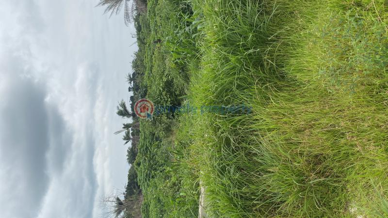Residential Land For Sale Alasia Village Elerangbe Road. Eleran Igbe Ibeju-Lekki Lagos - 1