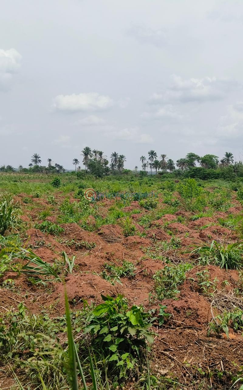 Land For Sale Legend Court ,oforola, Off Futo Junction, 4mins Drive From Futo Junction. Owerri Owerri Imo - 6