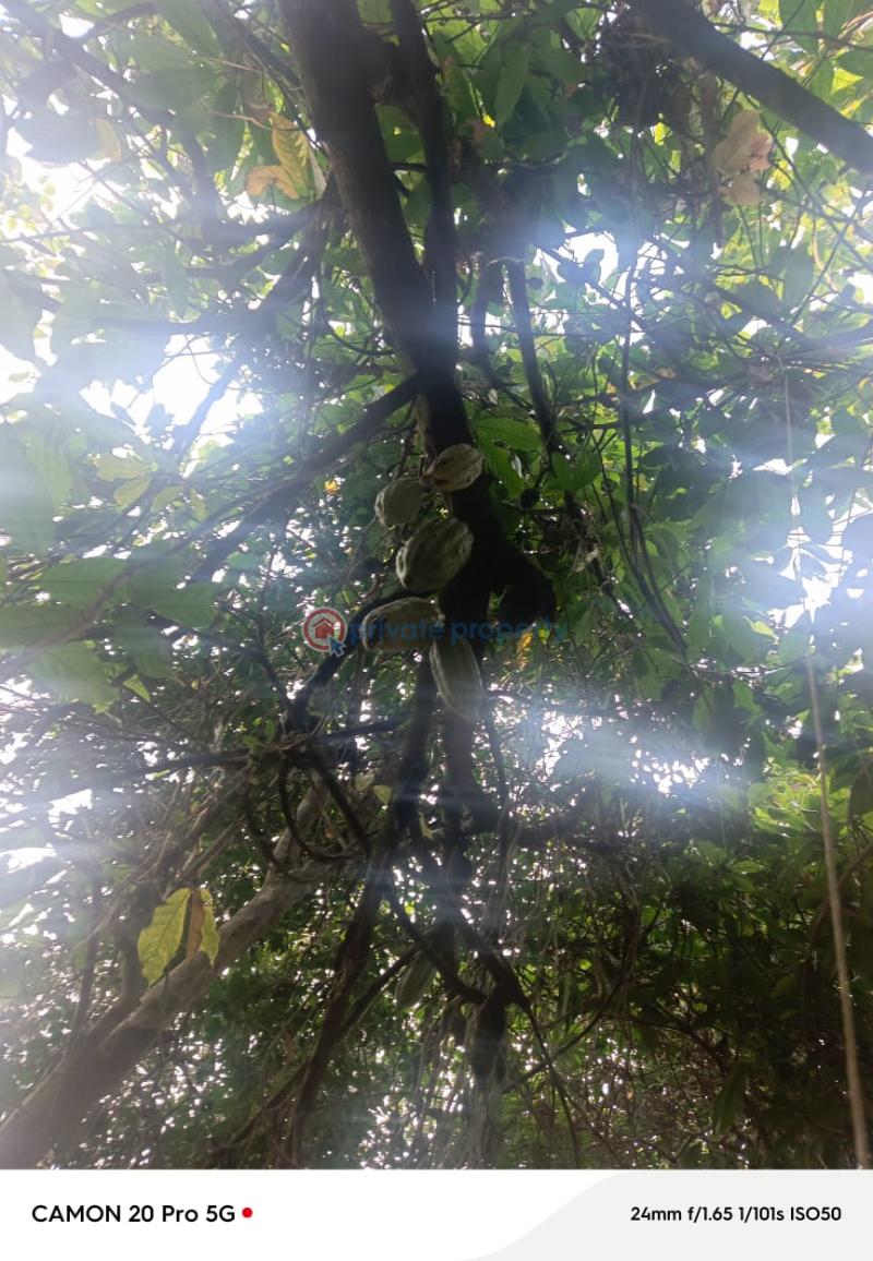 Commercial Land For Sale Obafemi Owode, Old Abeokuta Road Ajebo Ajebo Obafemi Owode Ogun - 5