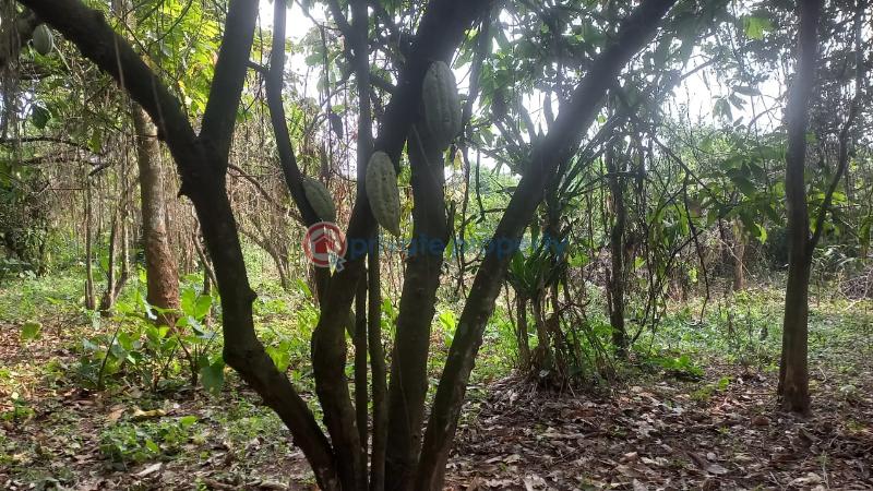 Land For Sale Old Abeokuta Express Road Ajebo Ajebo Obafemi Owode Ogun - 0