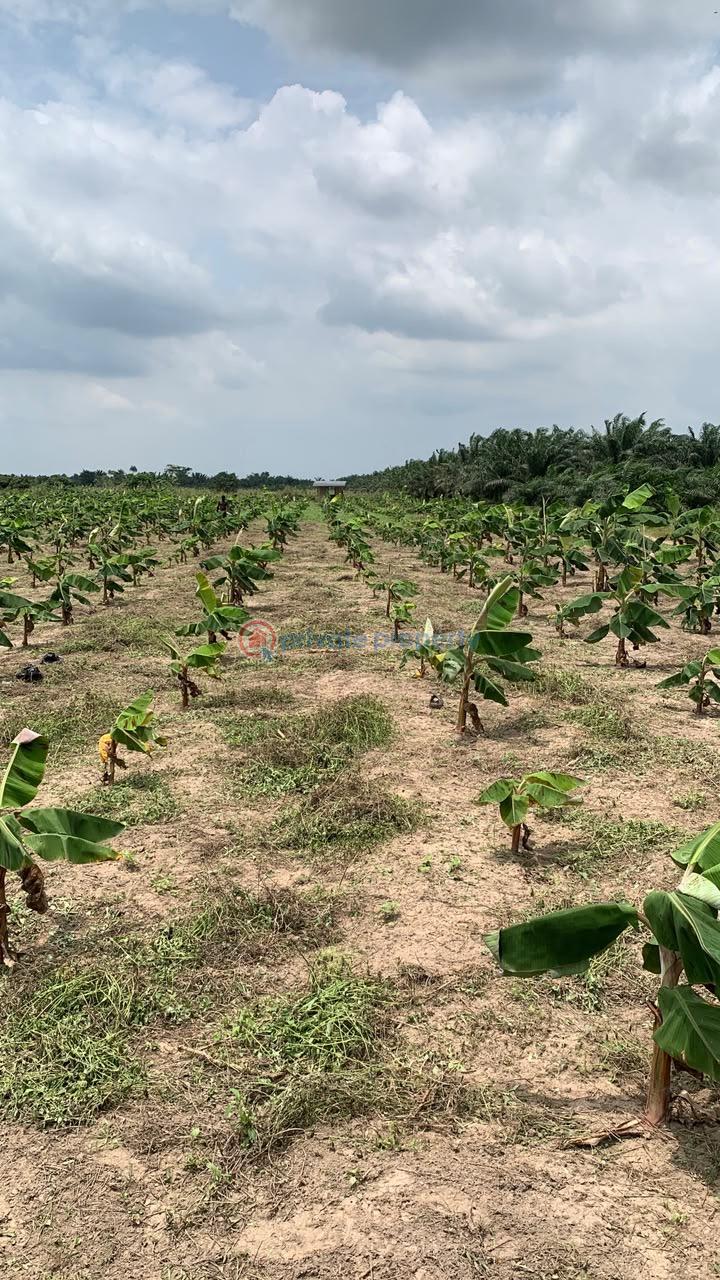 Land For Sale Epe Toll Gate Lagos Extension Ogun - 3