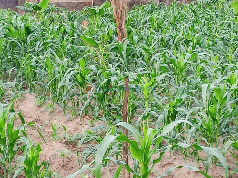 Residential Land For Sale Ologolo Estate Off Alafara Idi Ishin Extension Jericho Road Ibadan Okanlawon Idishin Ibadan Oyo - 3