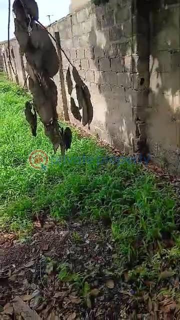 Land For Sale Puposola Road Abule Egba Lagos - 1
