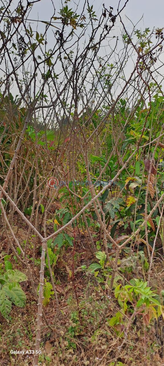 Mixed use Land For Sale Ajebo Obafemi Owode Ogun - 0