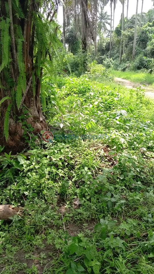 Mixed use Land For Sale Ajebo Obafemi Owode Ogun - 5