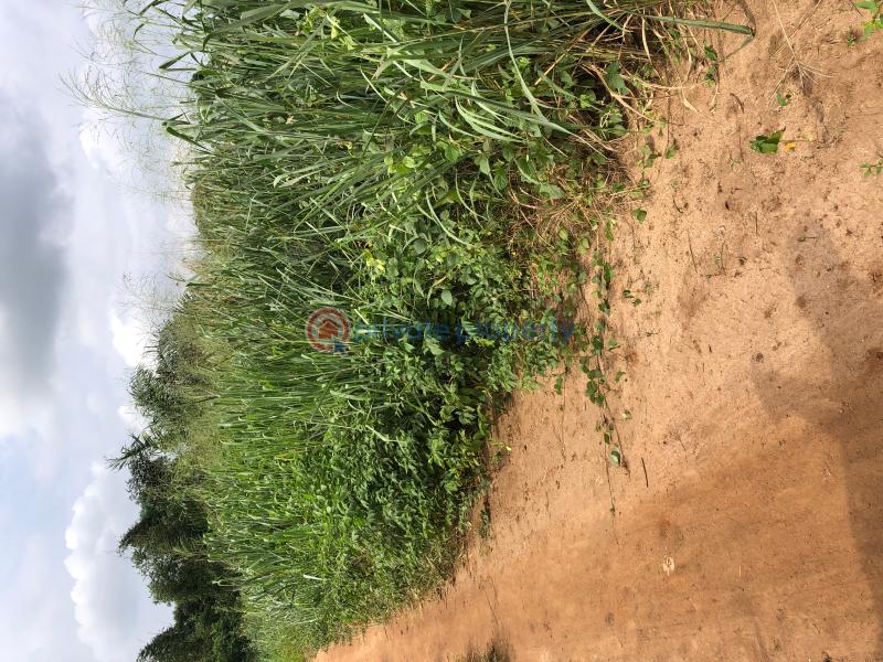 Land For Sale Aboru Ipaja Lagos