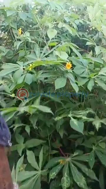 Full plot facing the tarred road - 3 Land For Sale Ait Lagos Alagbado Abule Egba Lagos - 3
