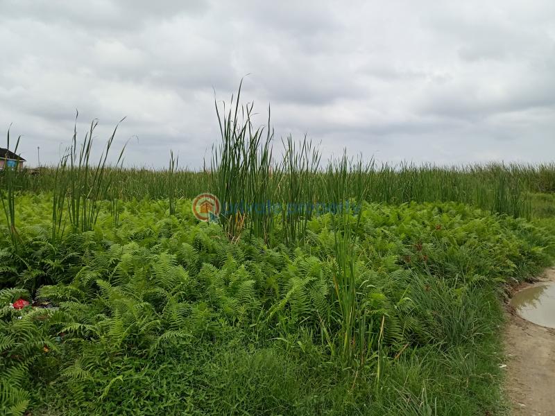 Residential Land For Sale Oribanwa, Ibeju Lekki Lagos State Oribanwa Ibeju-Lekki Lagos