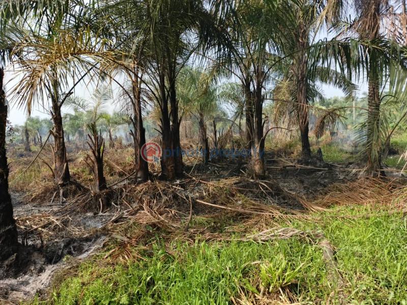 Mixed use Land For Sale Oilpalm Refinery Estate With Palm Trees Ijebu Ogun
