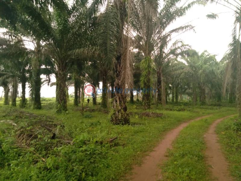 For sale Land Ikhueniro Village Benin Sapele Bypass, Benin City Edo