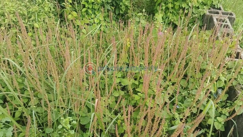 Mixed use Land For Sale Agbowa Ota Ikosi Ikorodu Lagos - 4