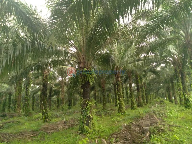 For sale Land Ikhueniro Village Benin Sapele Bypass, Benin City Edo
