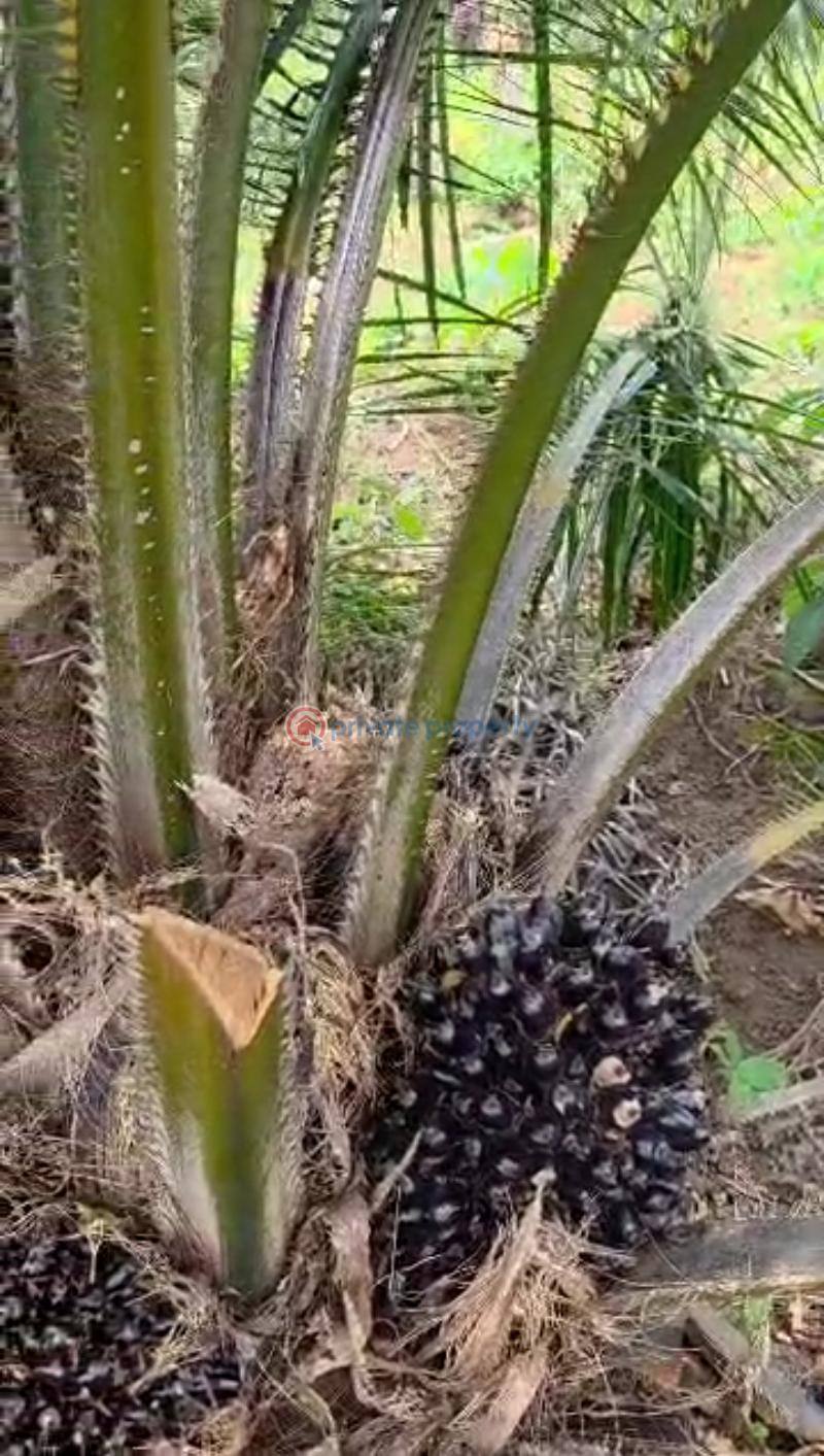 Mixed use Land For Sale Onigbedu Ewekoro, Ogun State. Ewekoro Ogun - 0