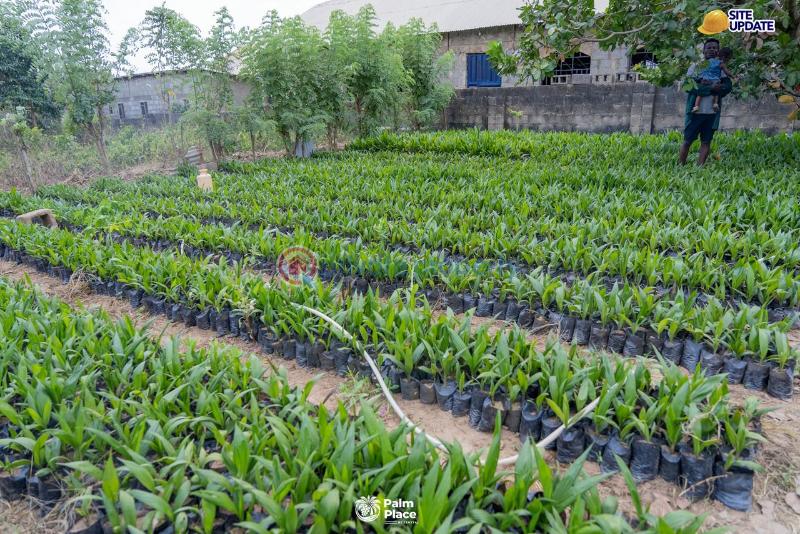 Commercial Land For Sale Palm Place Ibeshe Ogun State Ogun Ogun area  - 3