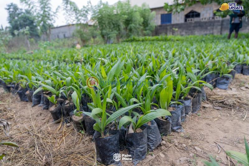 Commercial Land For Sale Palm Place Ibeshe Ogun State Ogun Ogun area  - 1