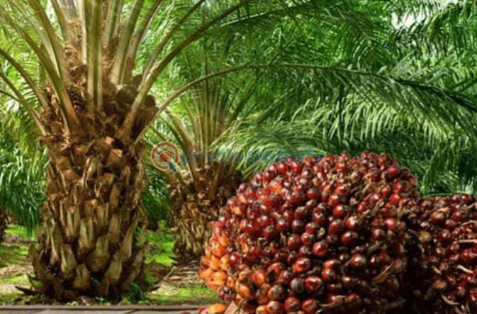 Mixed use Land For Sale Oilpalm Refinery Estate Directly Facing The Express Oke Sapen Ijebu Ogun - 1