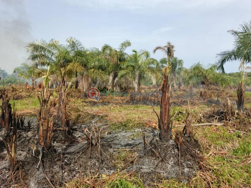 Oilpalm farm along ibadan ijebu igbo road - 2 Mixed use Land For Sale Oilpalm Refinery Estate Directly Facing The Express Oke Sapen Ijebu Ogun - 2