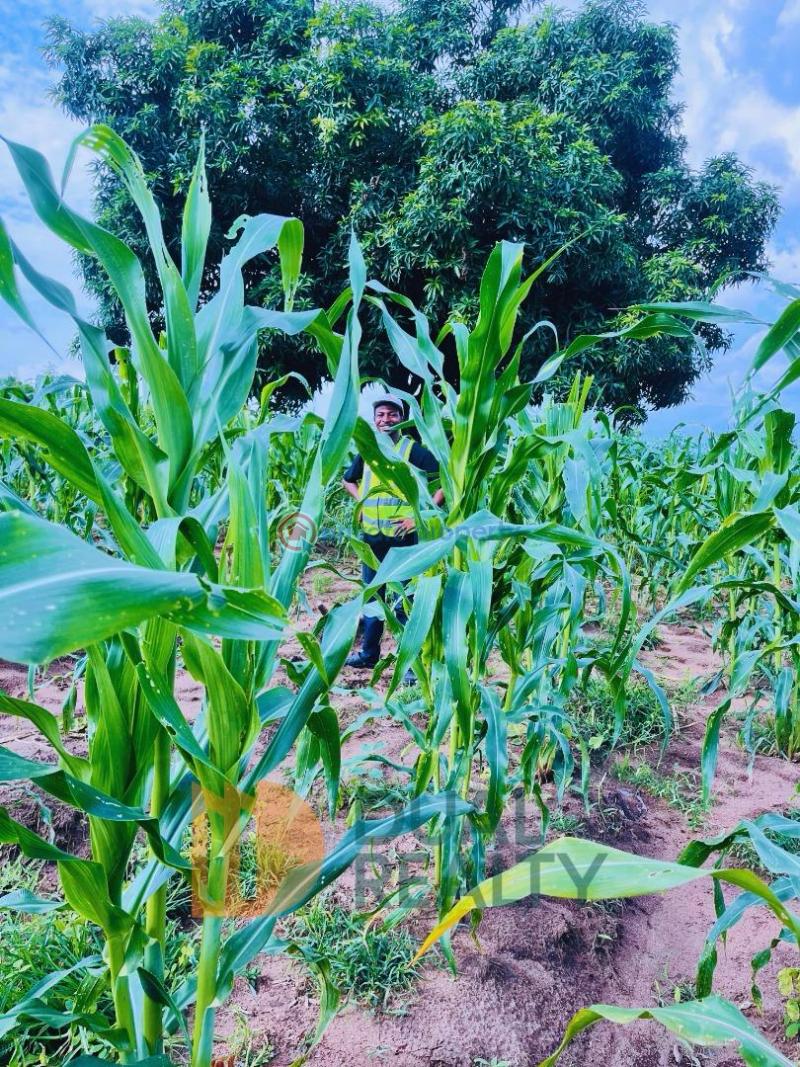 Commercial Land For Sale Monya Iseyin Road Moniya Ibadan Oyo - 9