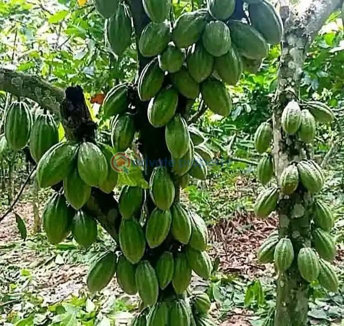 Commercial Land For Sale Plots Of Cocoa Farm With 20 Cocoa Trees In Cocoa Farm Village Ajebo Obafemi Owode Ogun - 1