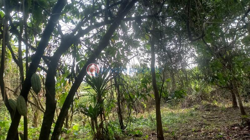 Commercial Land For Sale Plots Of Cocoa Farm With 20 Cocoa Trees In Cocoa Farm Village Ajebo Obafemi Owode Ogun - 3