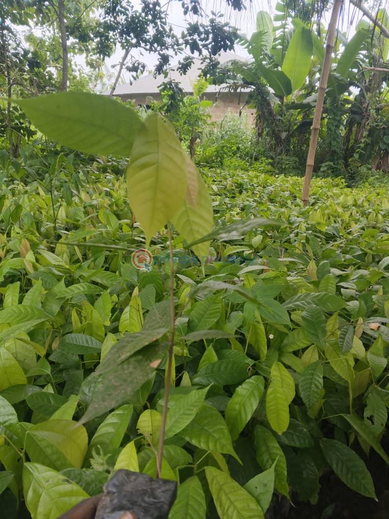 Commercial Land For Sale Plots Of Cocoa Farm With 20 Cocoa Trees In Cocoa Farm Village Ajebo Obafemi Owode Ogun - 0