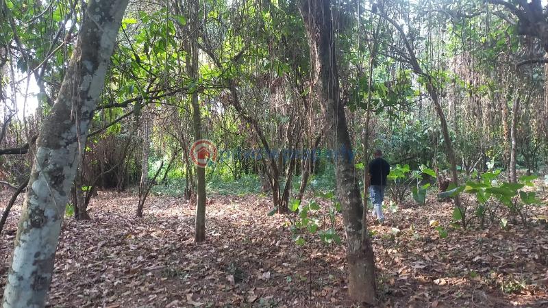 Commercial Land For Sale Plots Of Cocoa Farm With 20 Cocoa Trees In Cocoa Farm Village Ajebo Obafemi Owode Ogun - 2