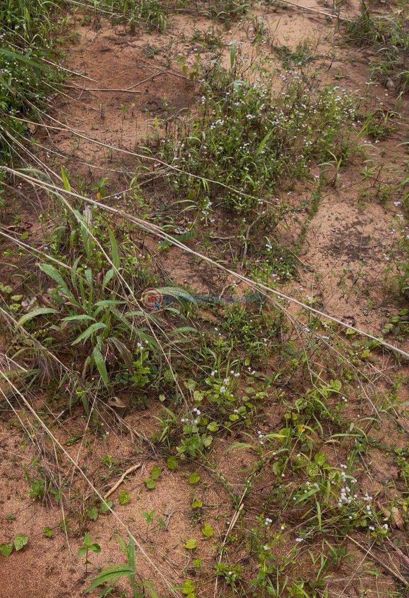 Mixed use Land For Sale Okuku, After Umuguma Owerri Imo State Owerri Imo - 3