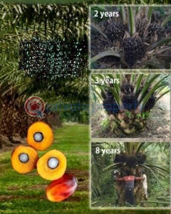 Mixed use Land For Sale Oil Palm Refinery Estate And Resort Located In Oke Sapen, Ibadan/ijebuigbo Expressway Ijebu Ogun - 1